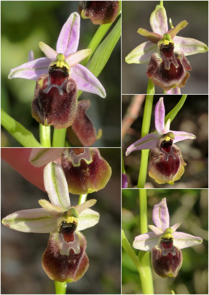 Orchidee in Sardegna, un fine settimana a 78 giri!